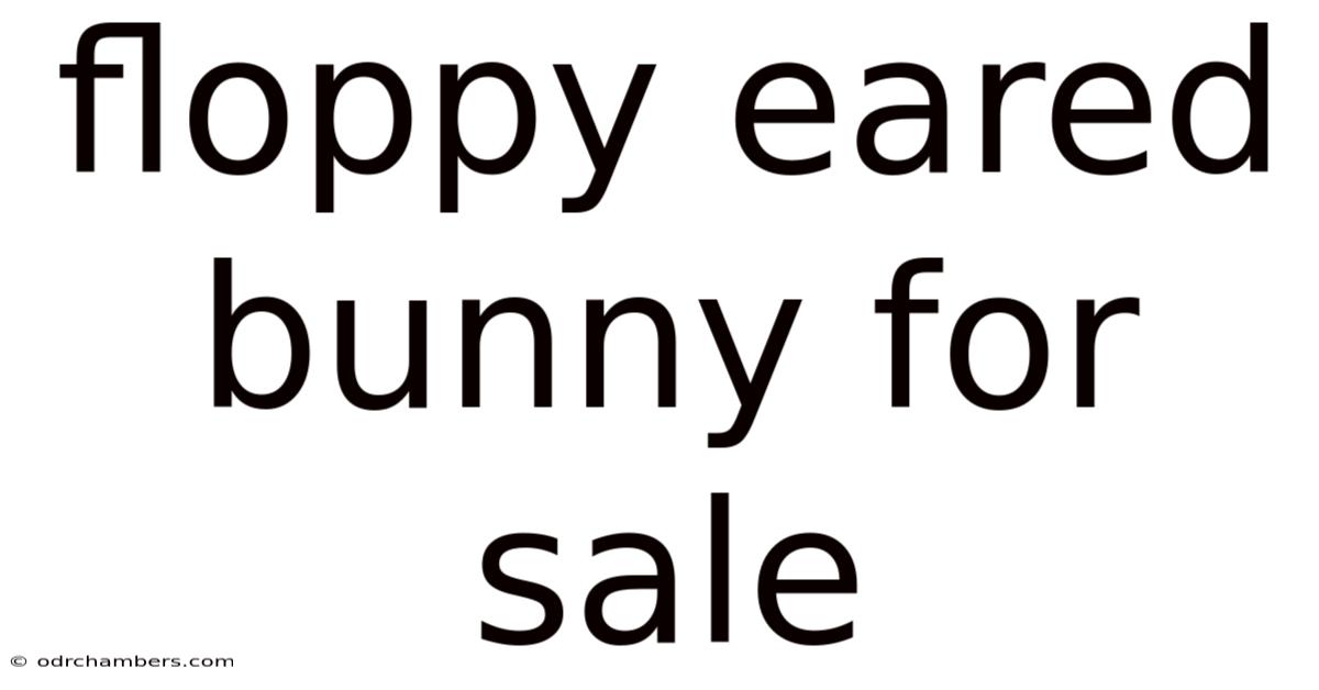 Floppy Eared Bunny For Sale