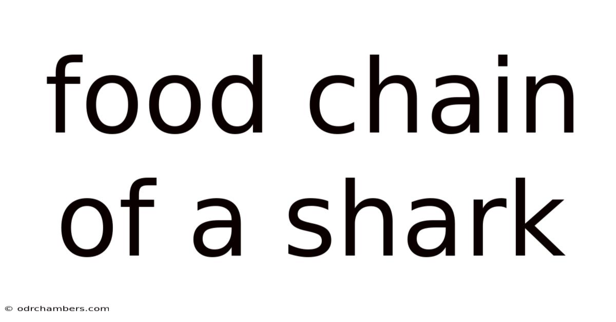 Food Chain Of A Shark