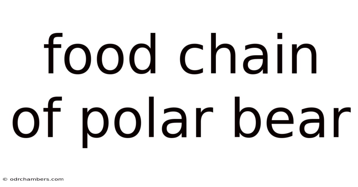Food Chain Of Polar Bear