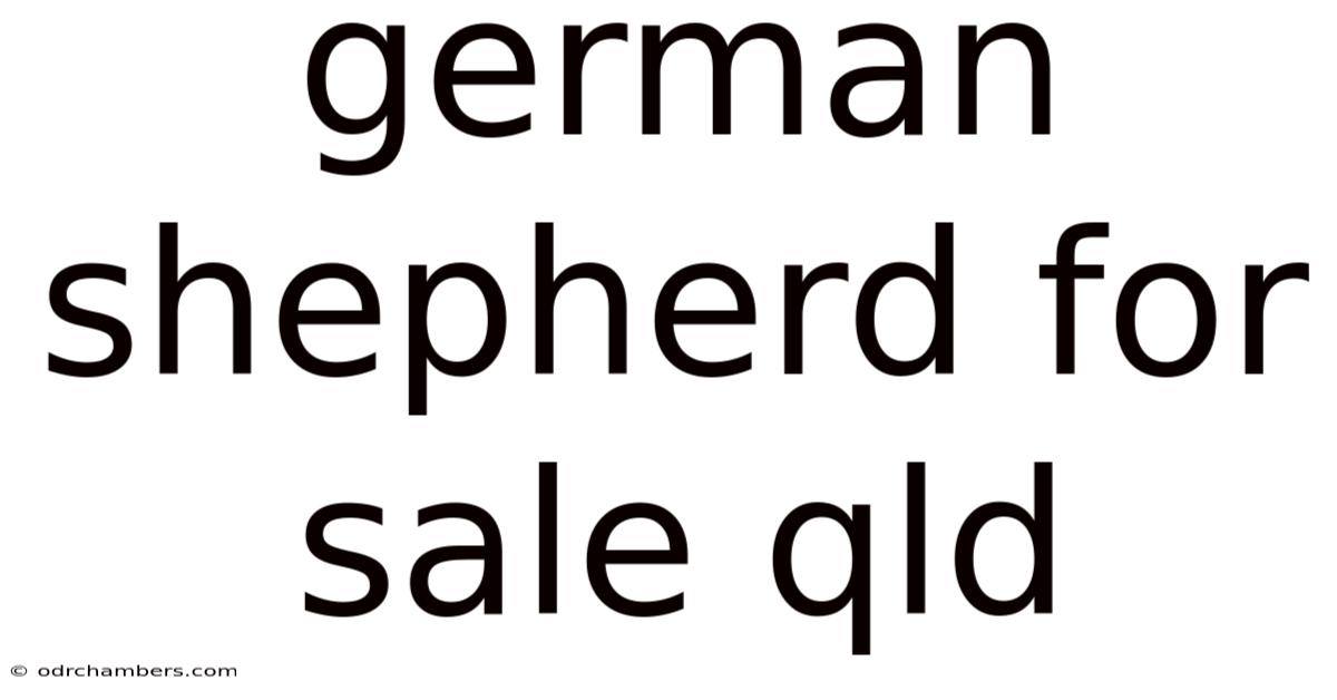 German Shepherd For Sale Qld