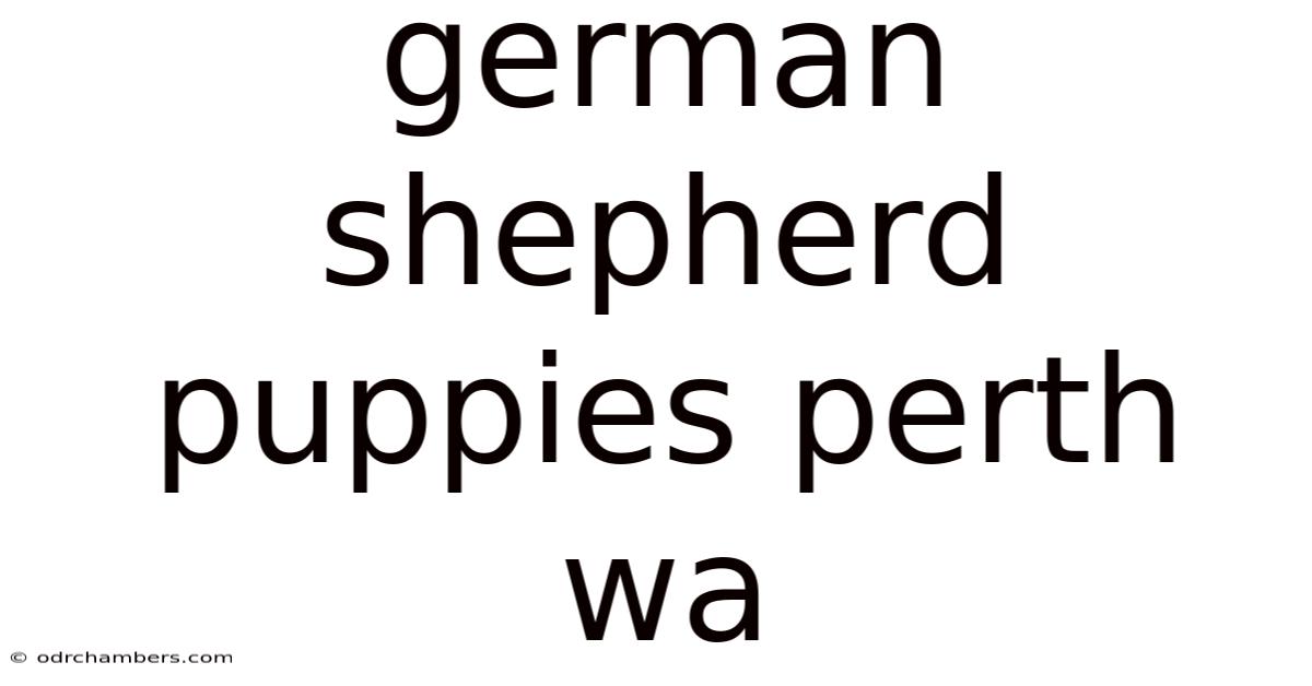 German Shepherd Puppies Perth Wa