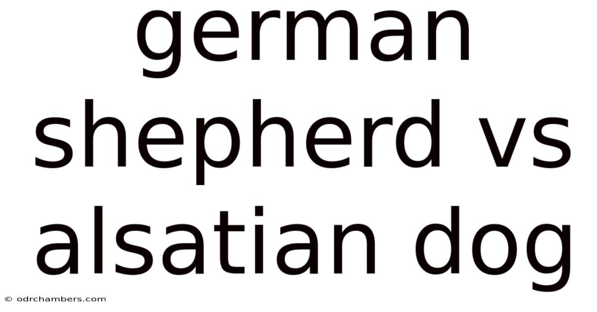 German Shepherd Vs Alsatian Dog