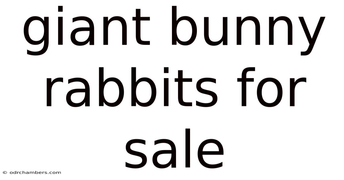 Giant Bunny Rabbits For Sale
