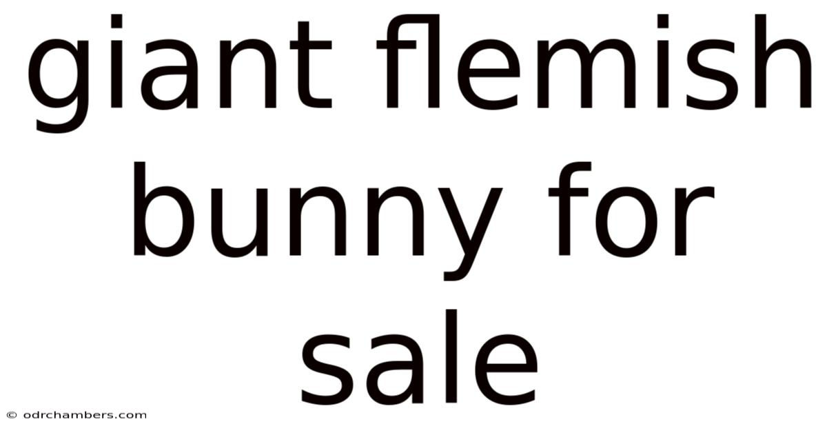 Giant Flemish Bunny For Sale