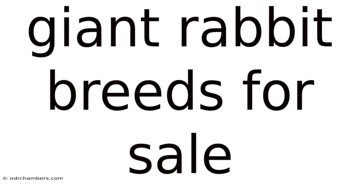 Giant Rabbit Breeds For Sale