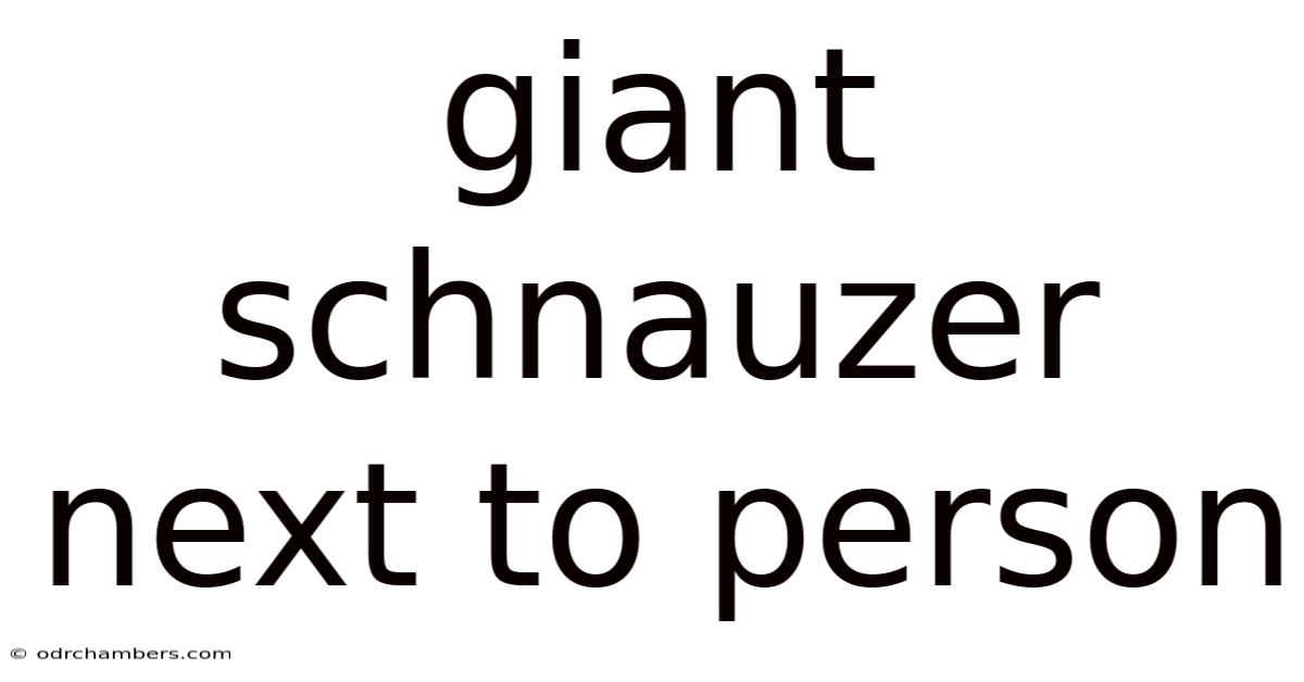Giant Schnauzer Next To Person