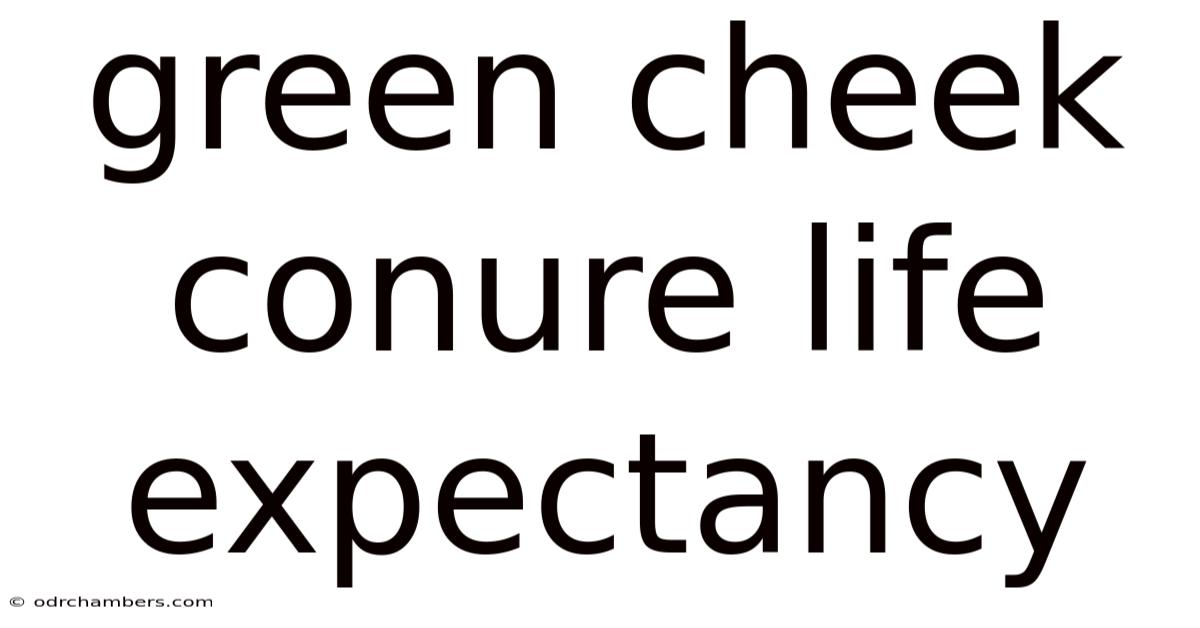 Green Cheek Conure Life Expectancy