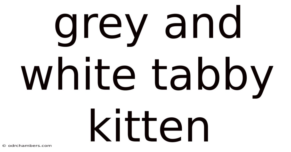 Grey And White Tabby Kitten