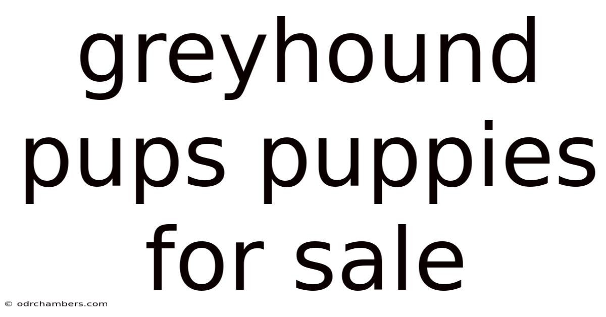 Greyhound Pups Puppies For Sale