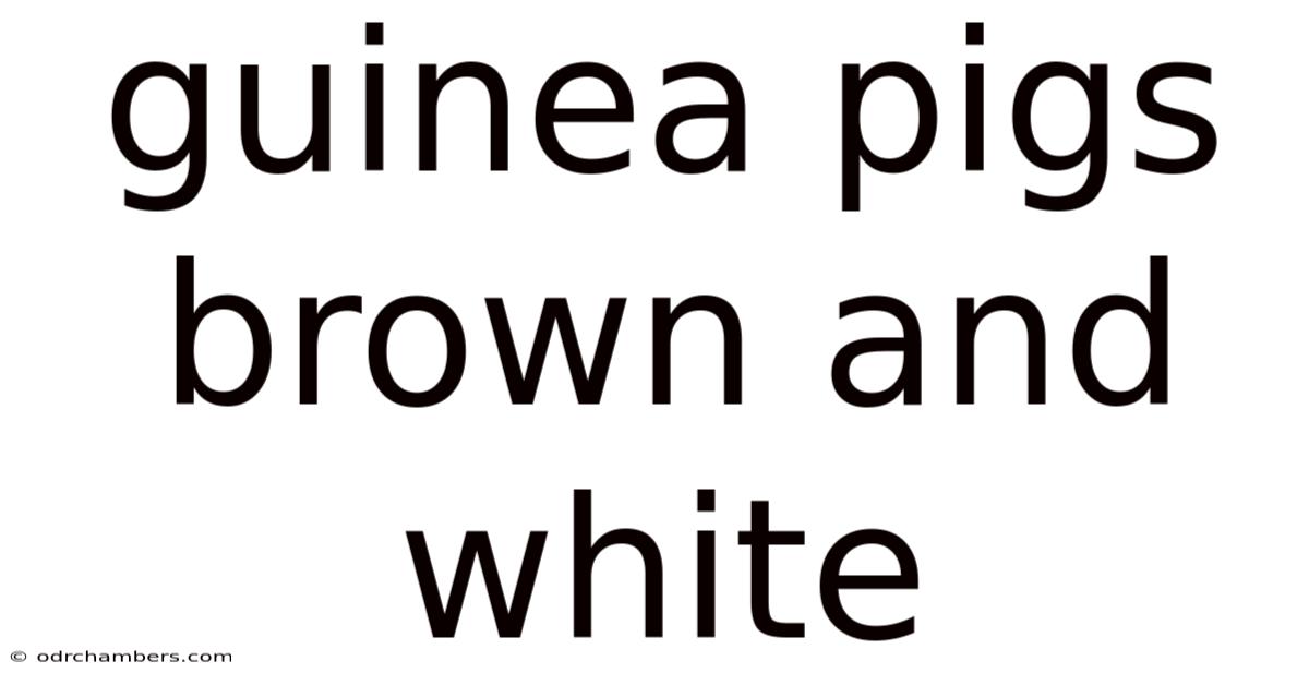 Guinea Pigs Brown And White