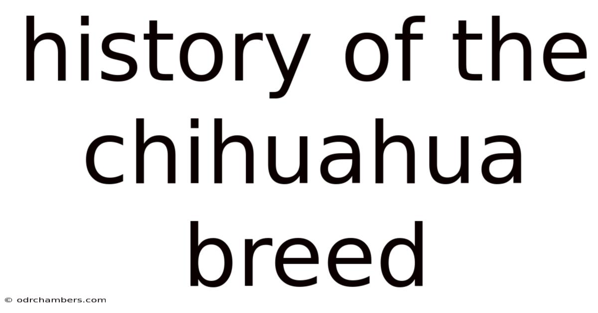 History Of The Chihuahua Breed