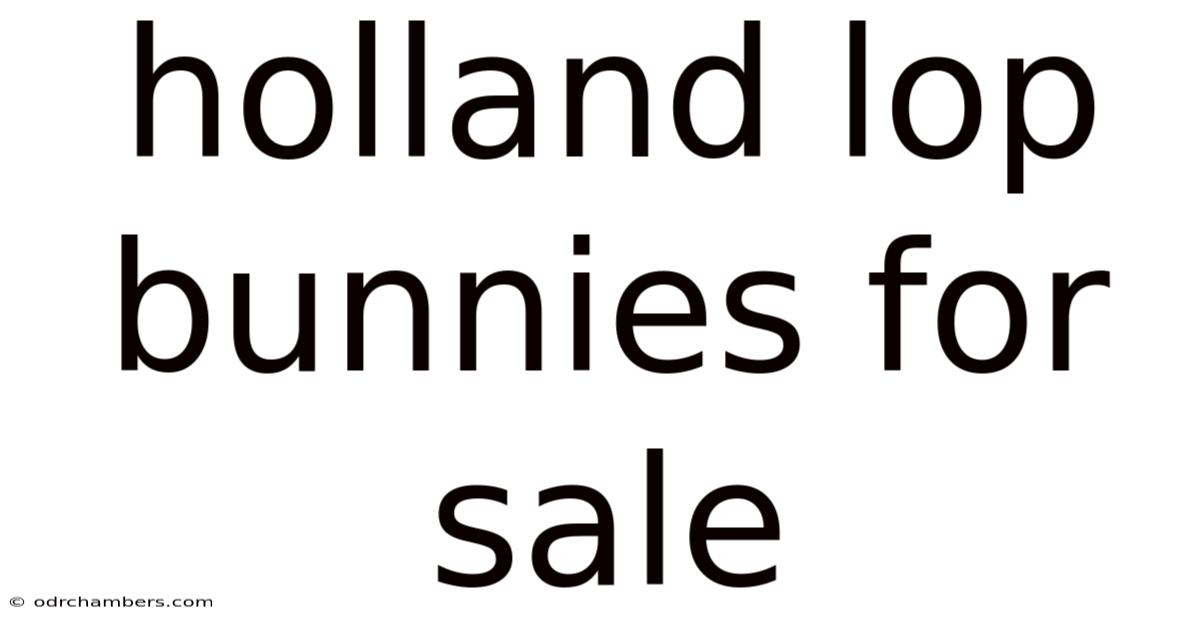 Holland Lop Bunnies For Sale