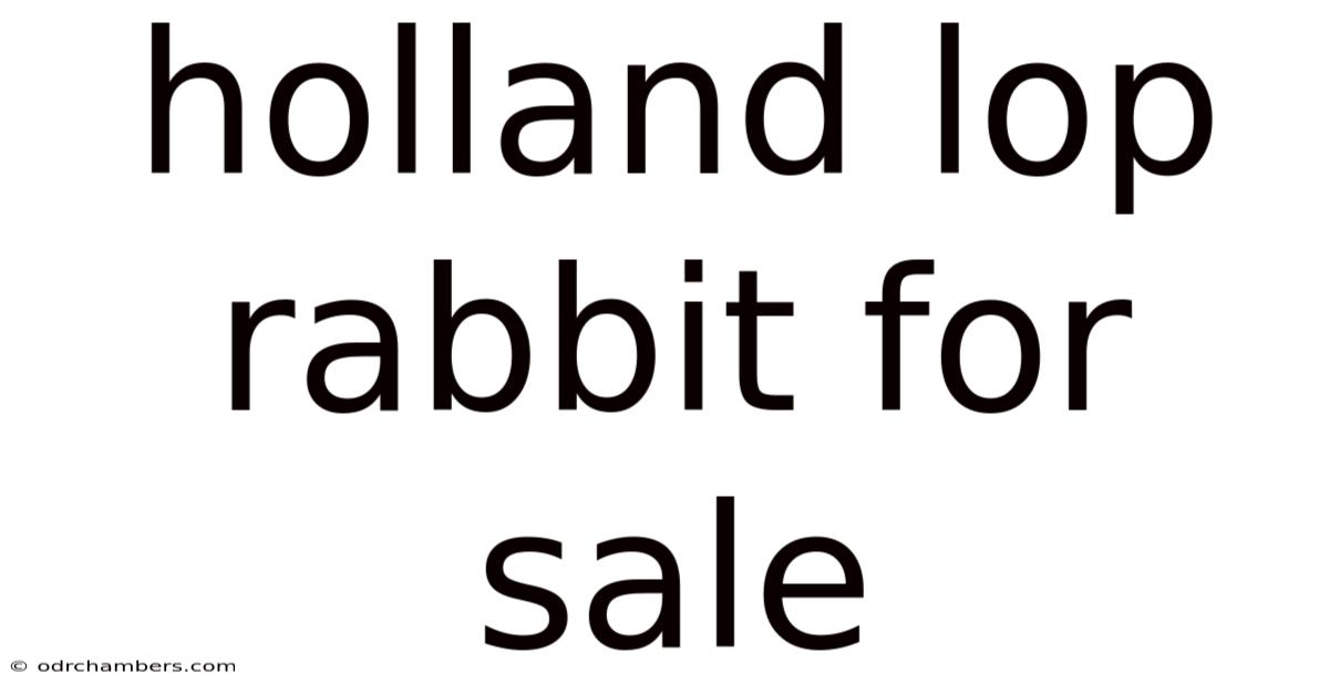 Holland Lop Rabbit For Sale