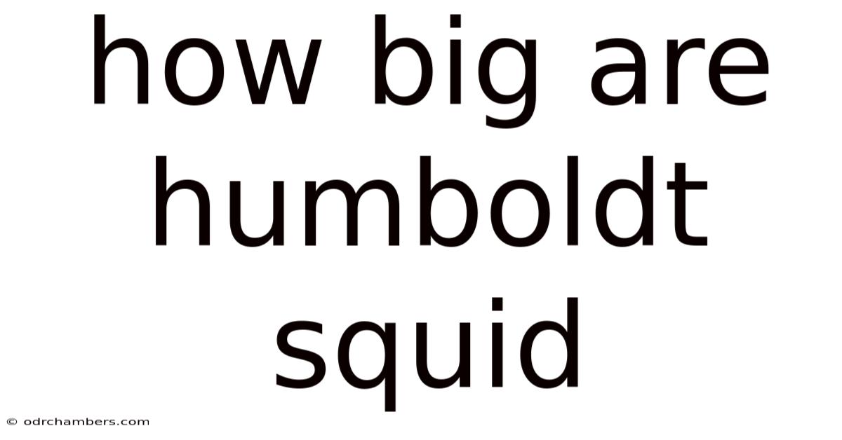 How Big Are Humboldt Squid