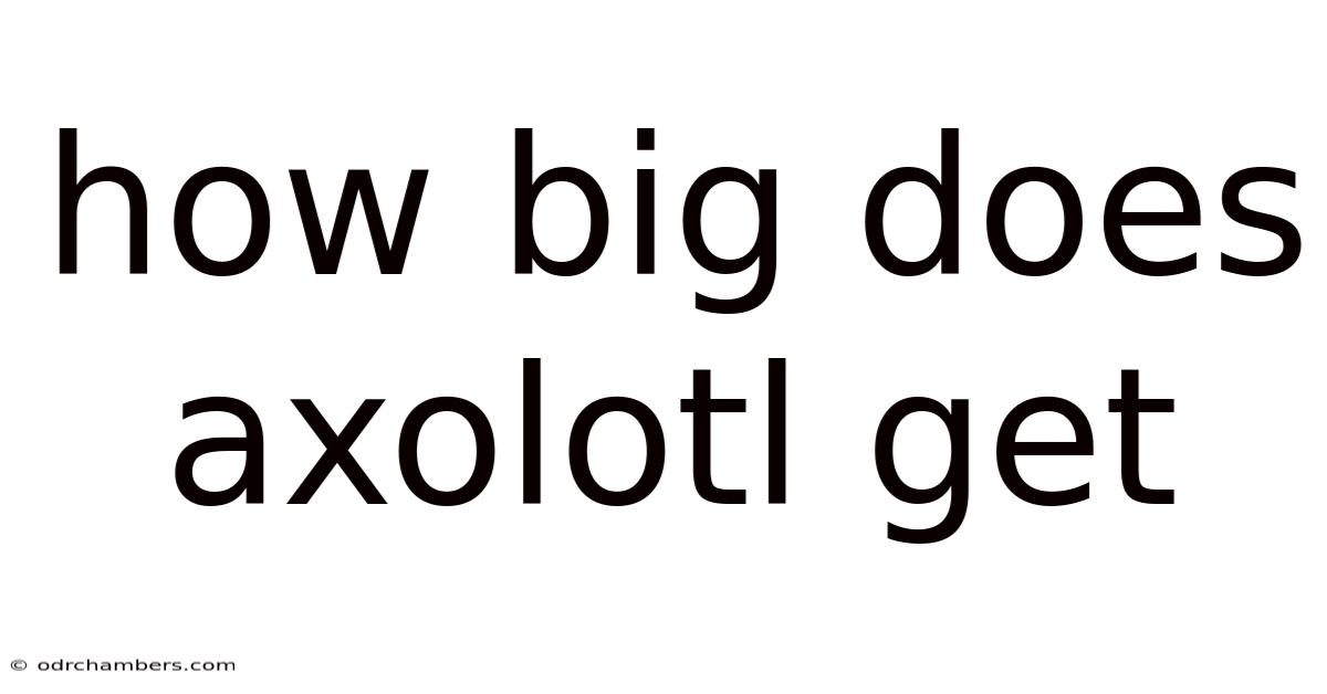 How Big Does Axolotl Get