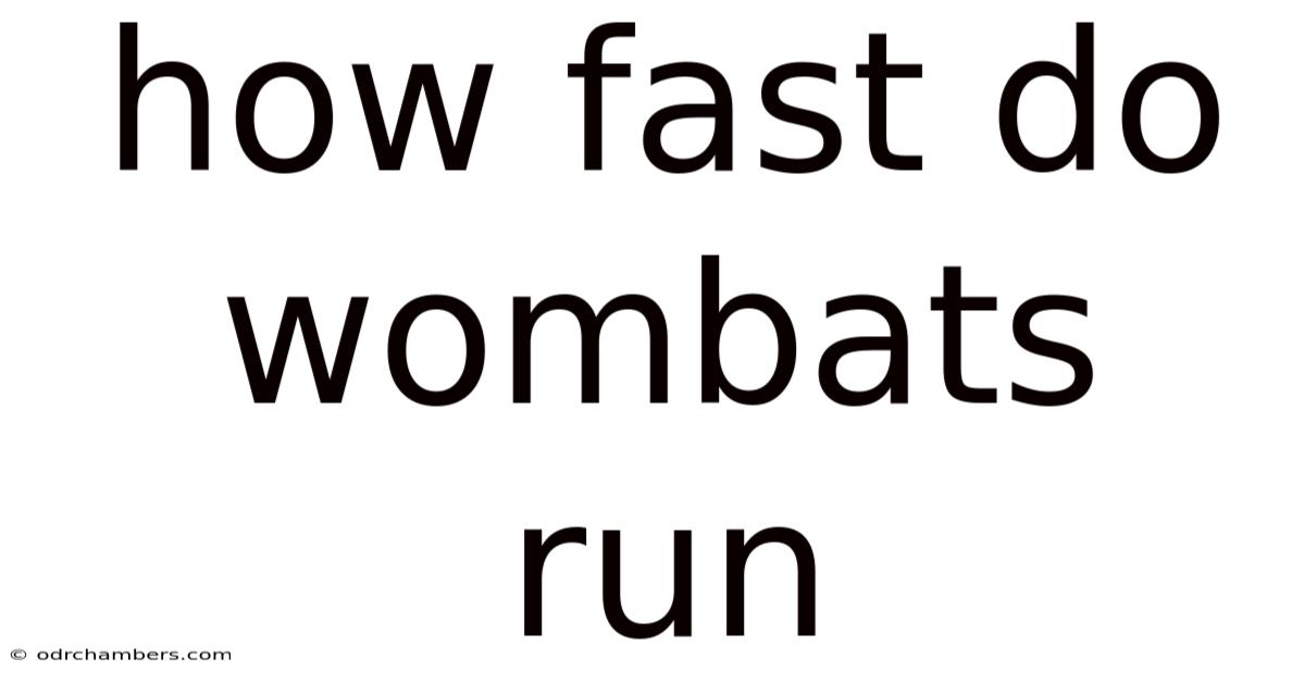 How Fast Do Wombats Run