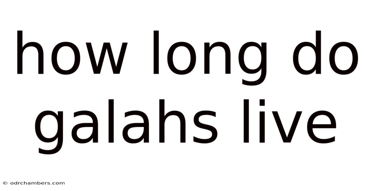 How Long Do Galahs Live