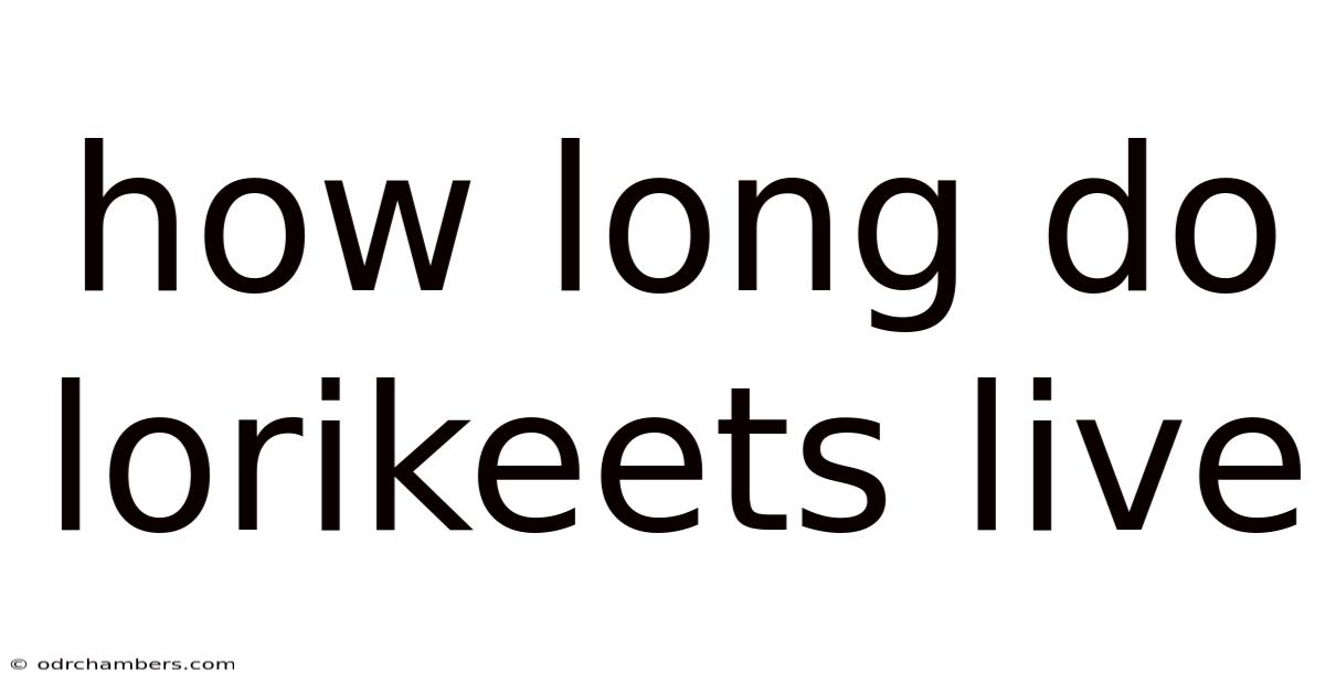 How Long Do Lorikeets Live
