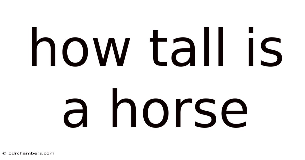 How Tall Is A Horse