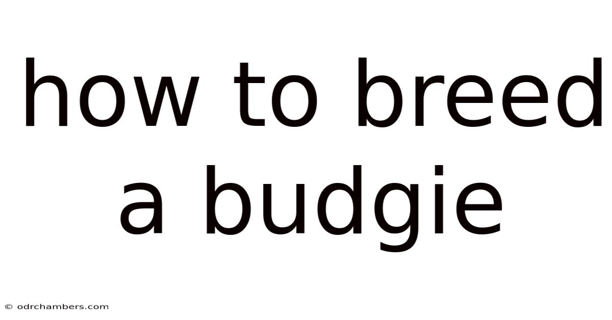 How To Breed A Budgie