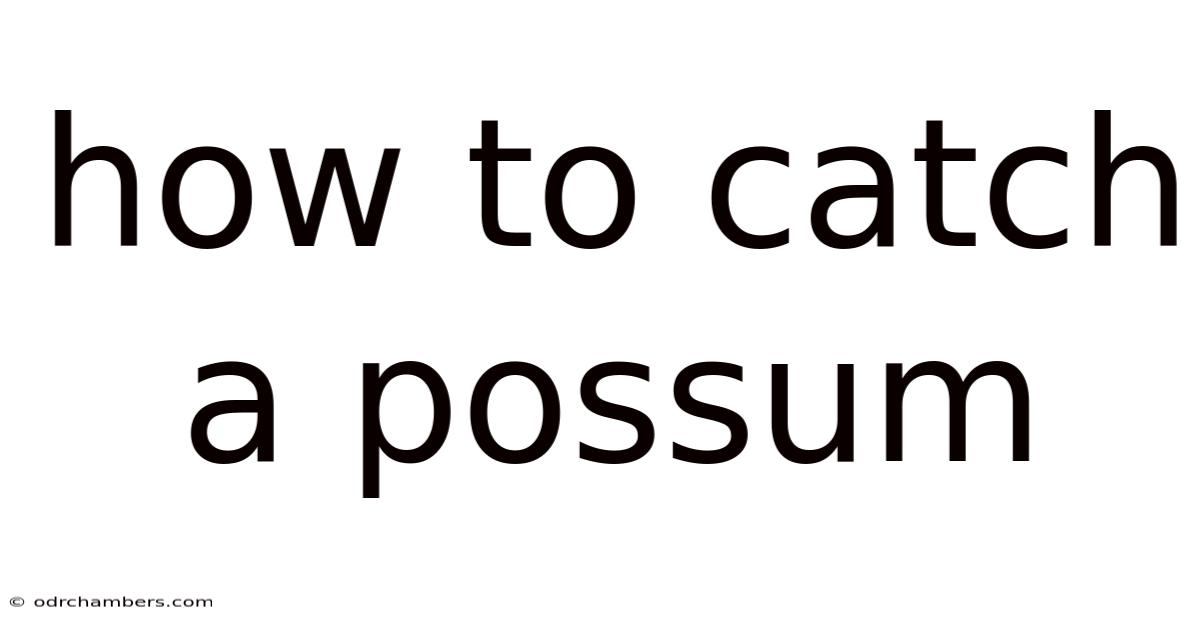How To Catch A Possum