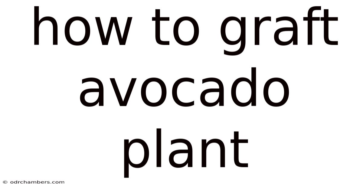 How To Graft Avocado Plant