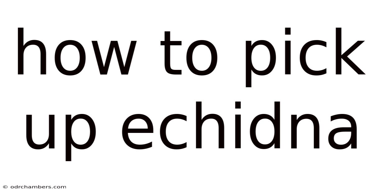 How To Pick Up Echidna