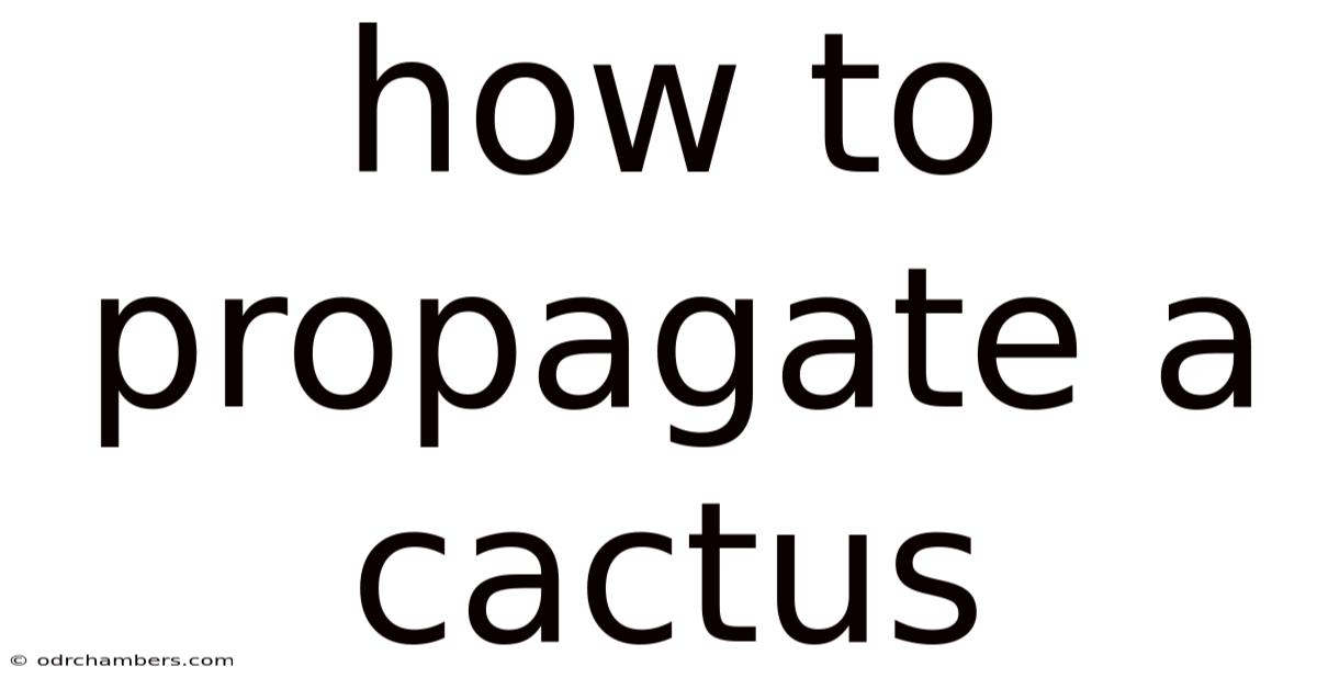 How To Propagate A Cactus