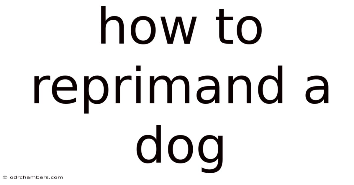 How To Reprimand A Dog