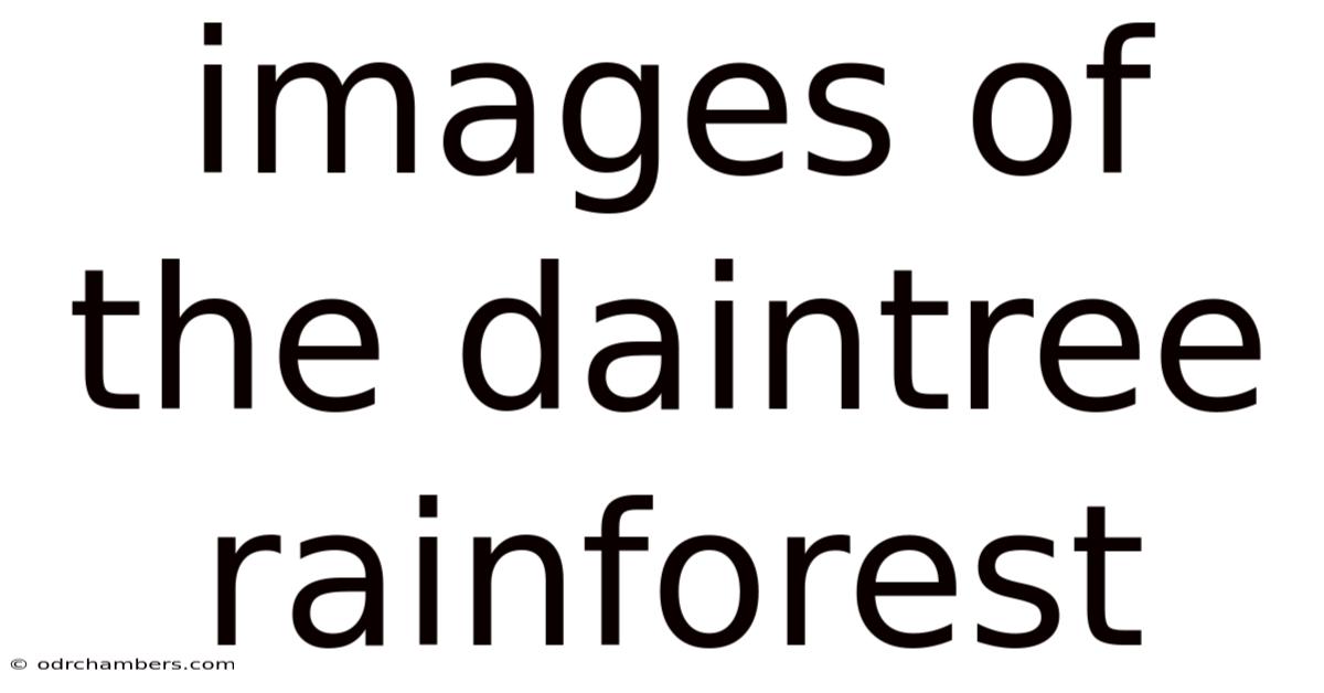 Images Of The Daintree Rainforest