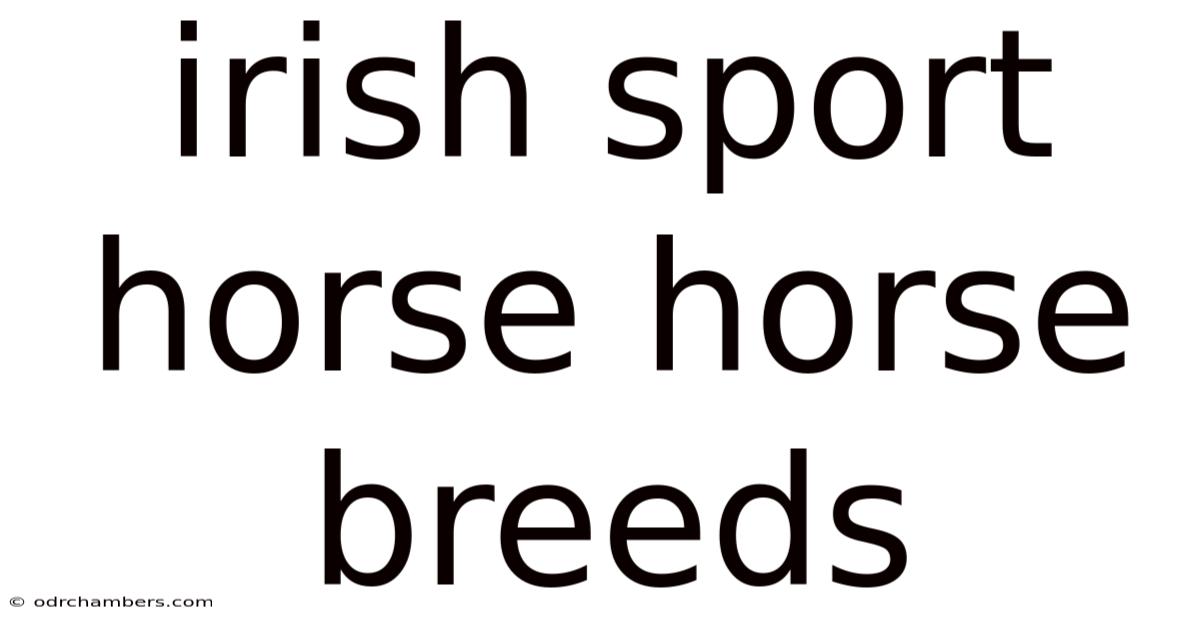 Irish Sport Horse Horse Breeds