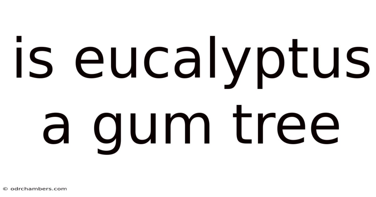 Is Eucalyptus A Gum Tree