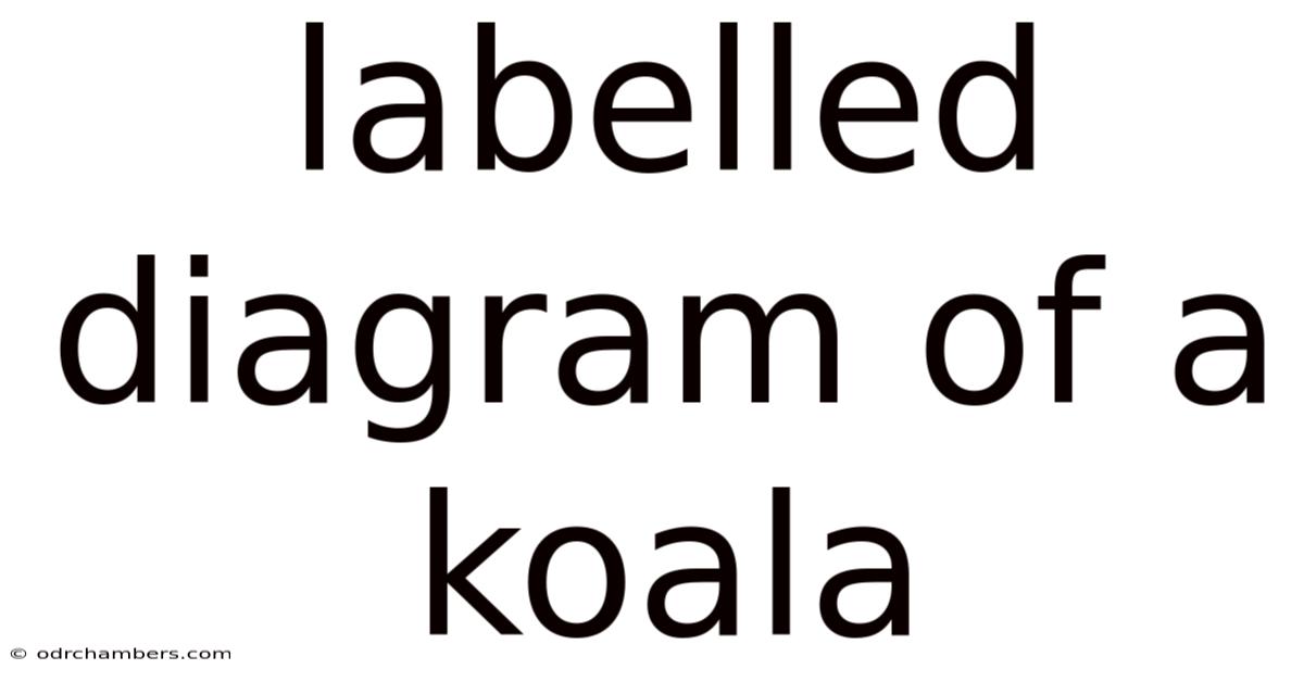 Labelled Diagram Of A Koala