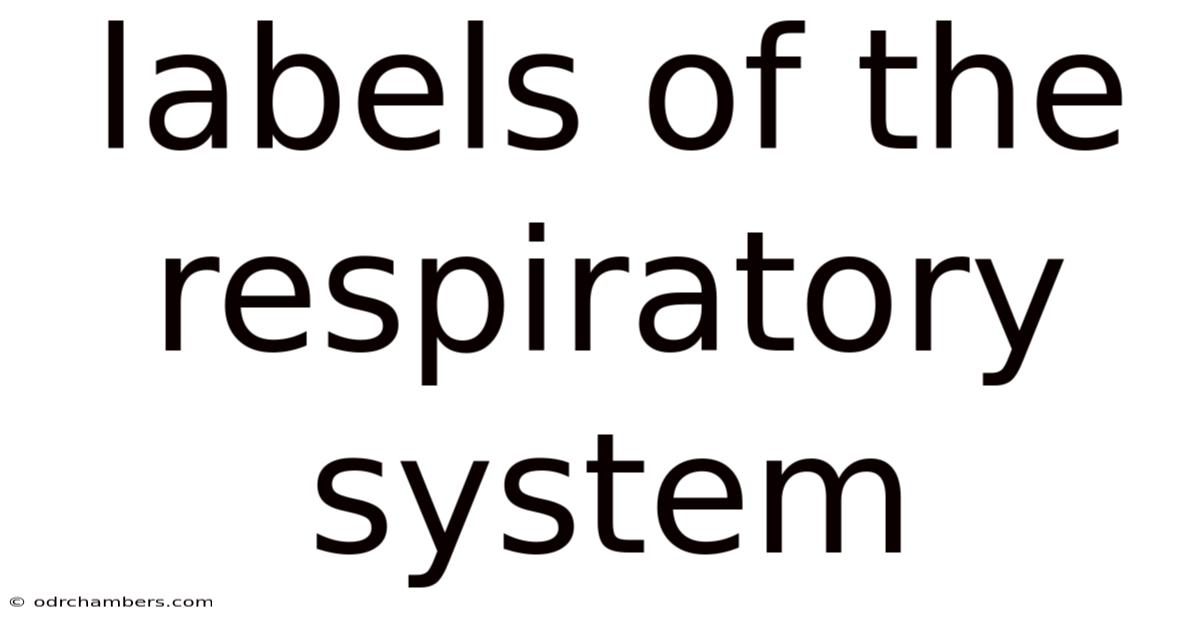 Labels Of The Respiratory System