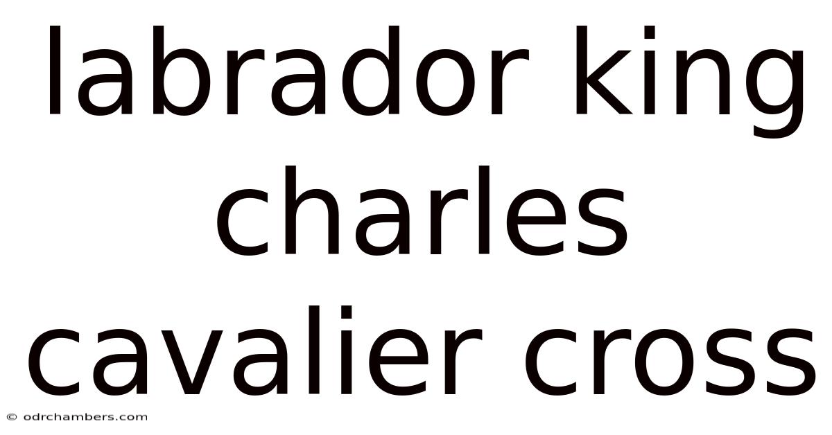 Labrador King Charles Cavalier Cross
