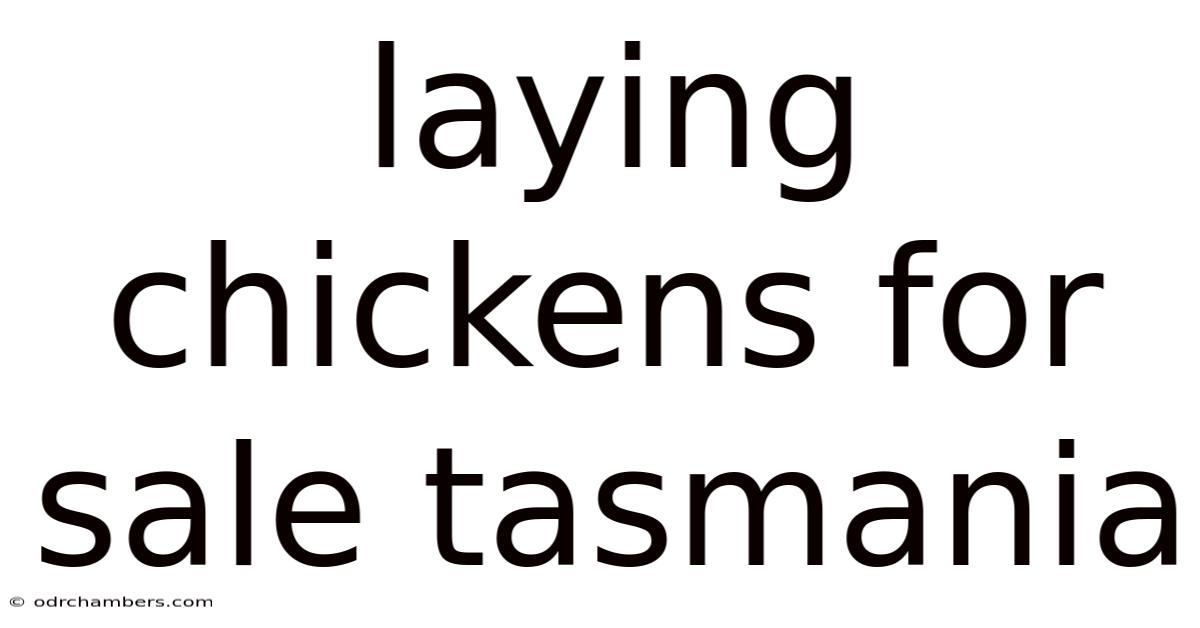 Laying Chickens For Sale Tasmania