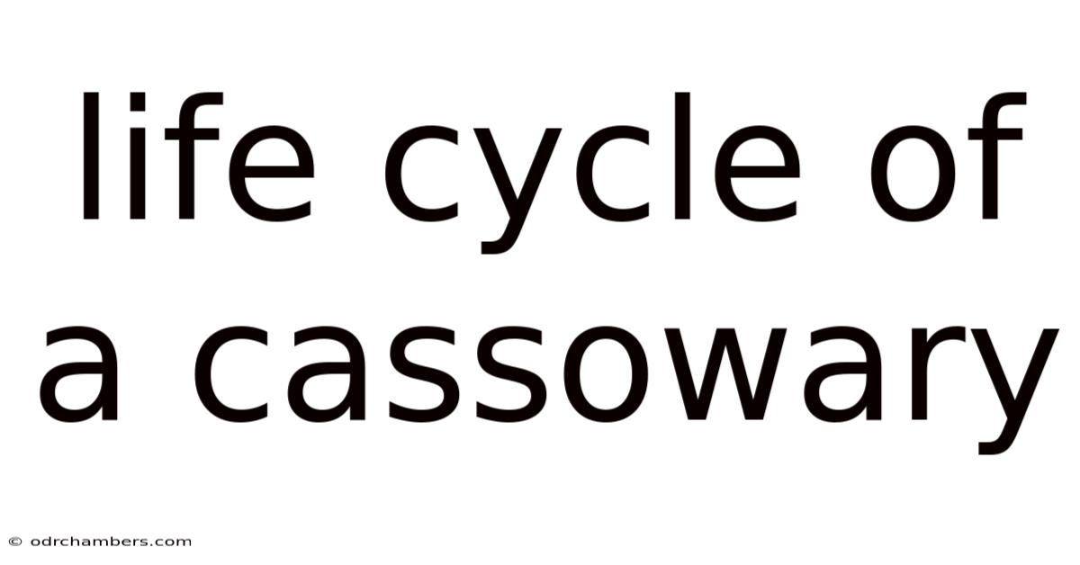 Life Cycle Of A Cassowary