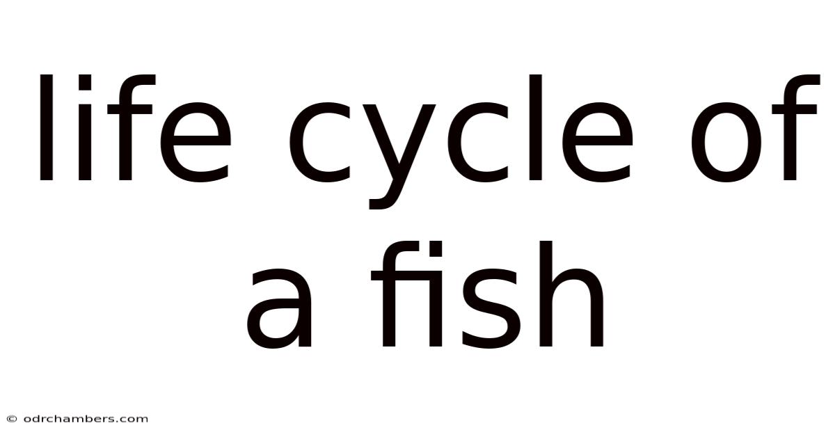 Life Cycle Of A Fish