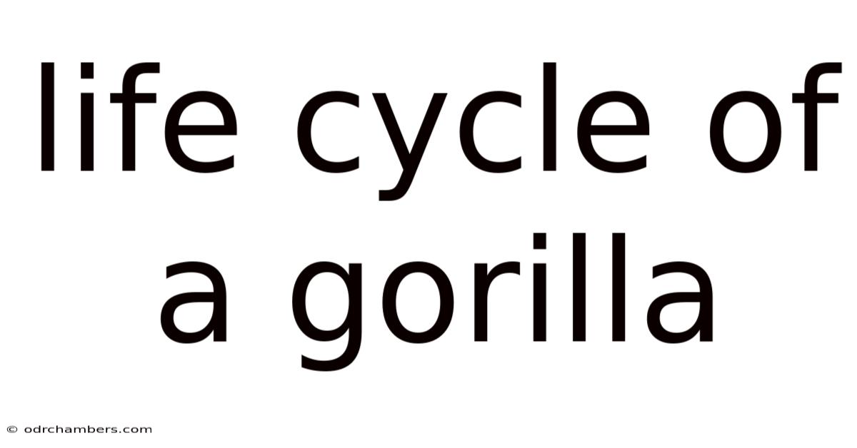 Life Cycle Of A Gorilla