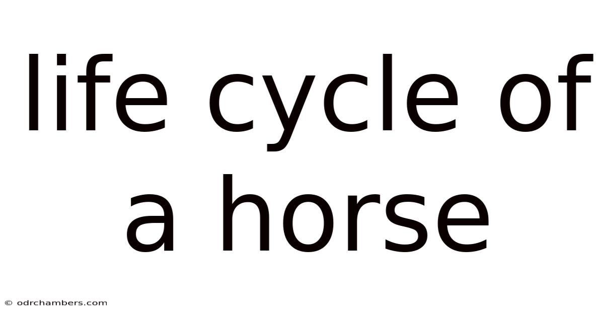 Life Cycle Of A Horse