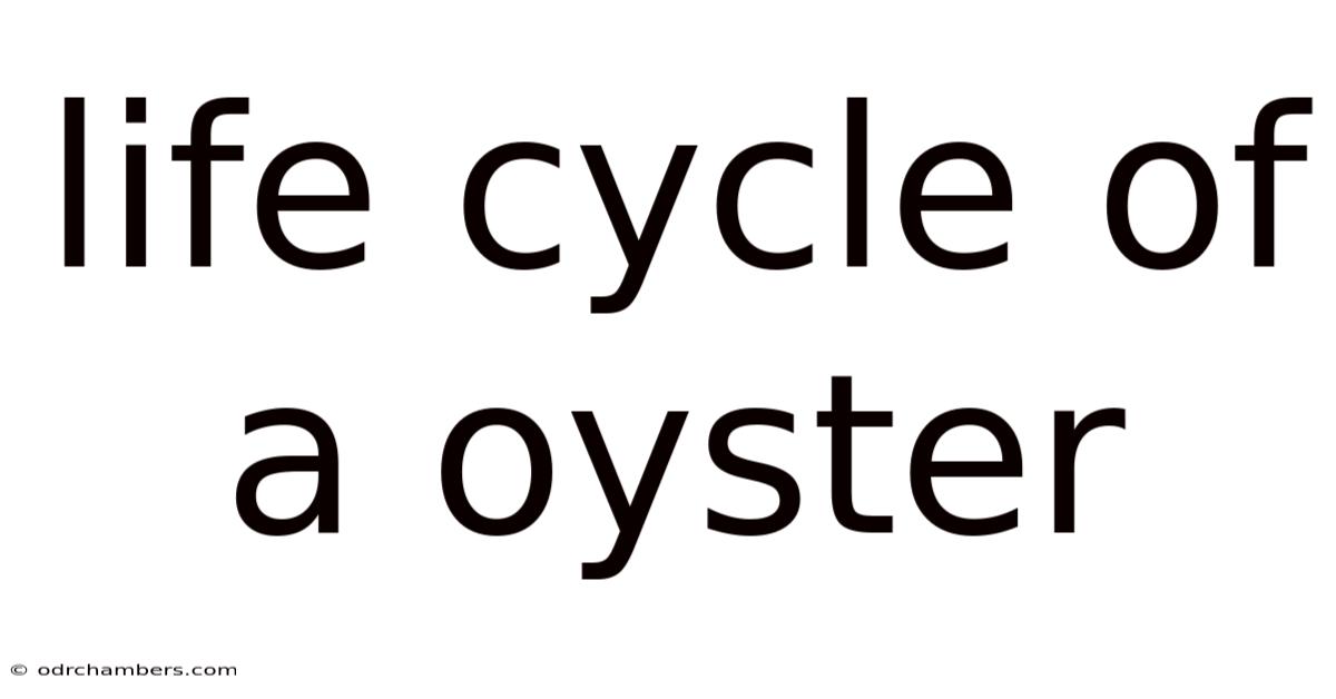 Life Cycle Of A Oyster