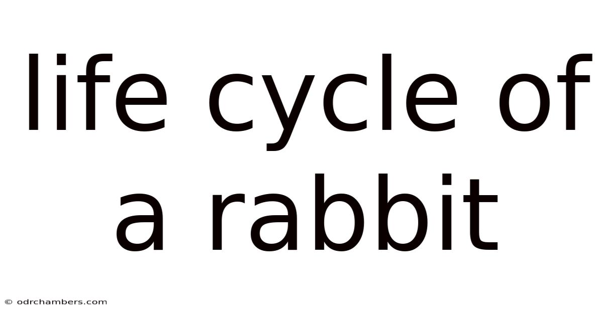 Life Cycle Of A Rabbit