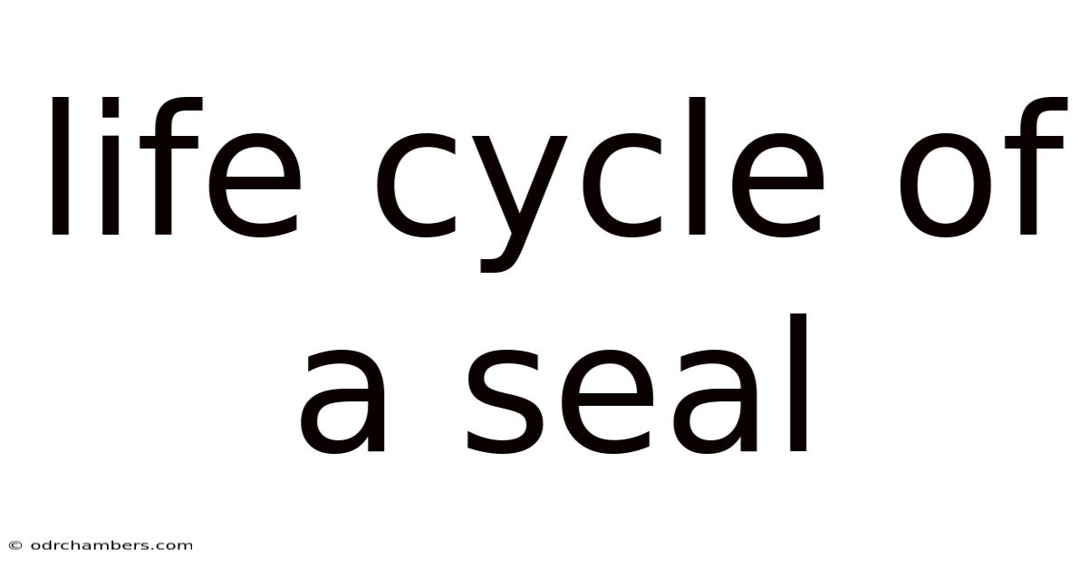Life Cycle Of A Seal