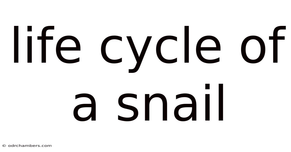 Life Cycle Of A Snail