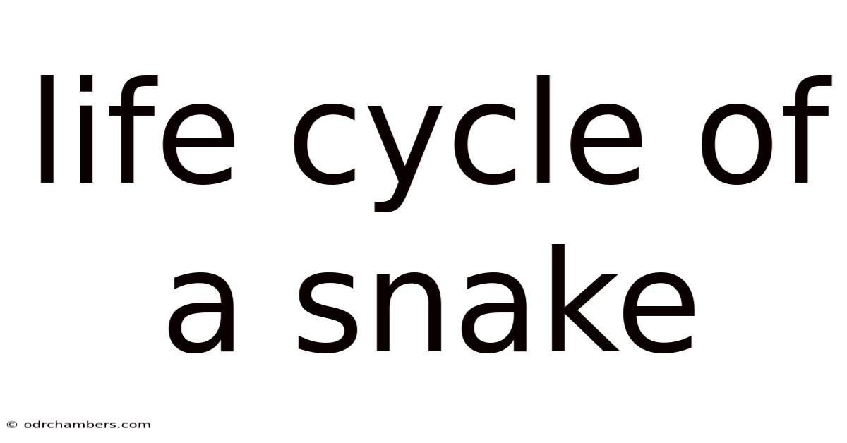 Life Cycle Of A Snake