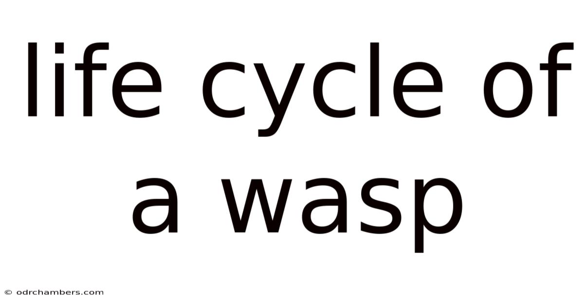 Life Cycle Of A Wasp