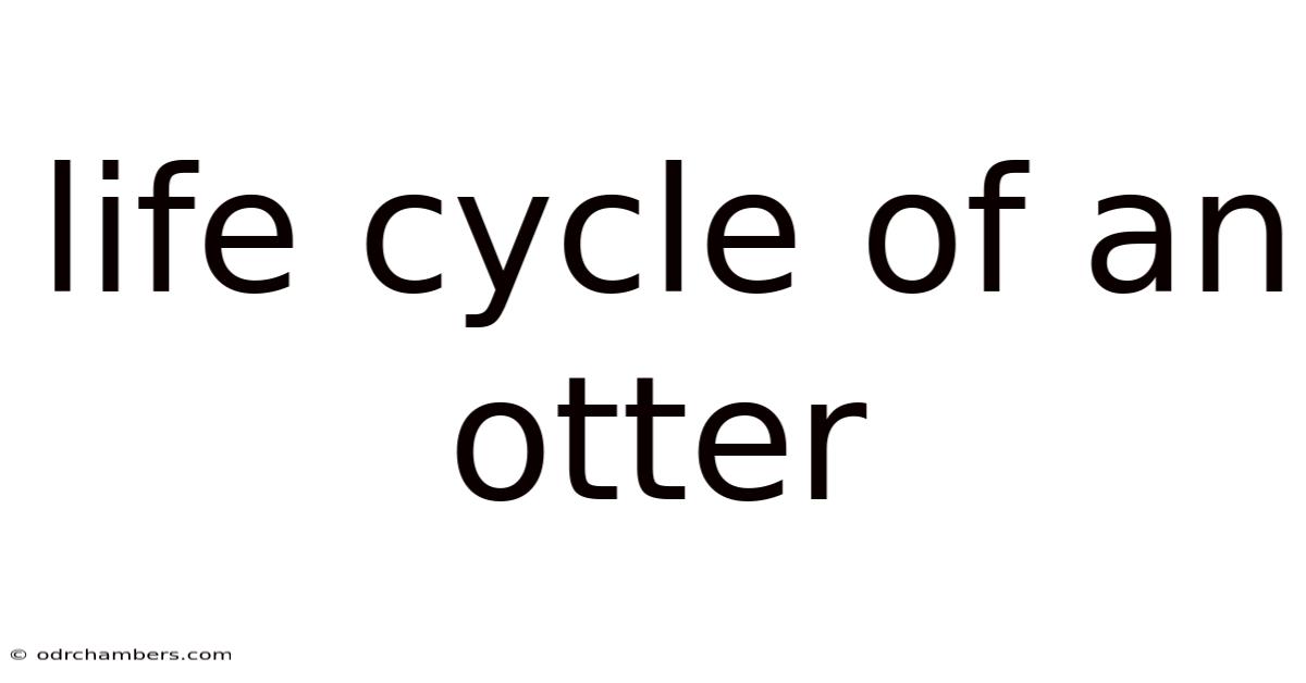 Life Cycle Of An Otter