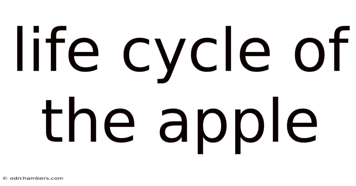 Life Cycle Of The Apple
