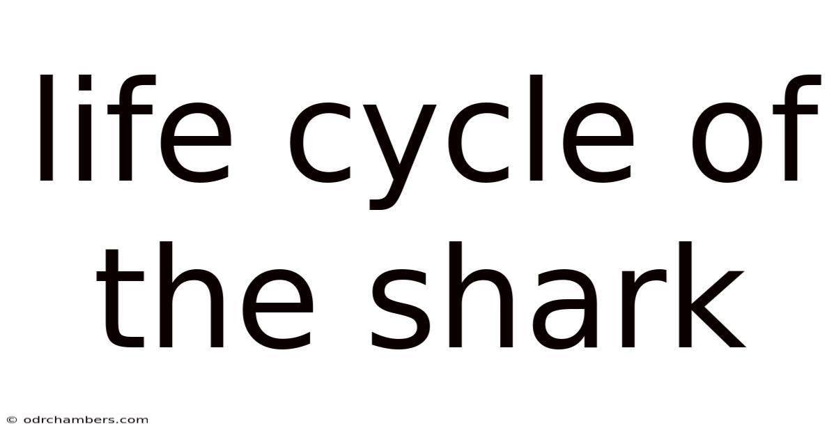 Life Cycle Of The Shark
