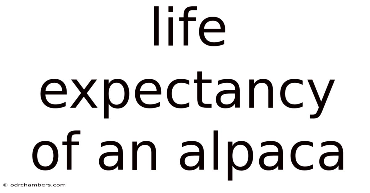 Life Expectancy Of An Alpaca